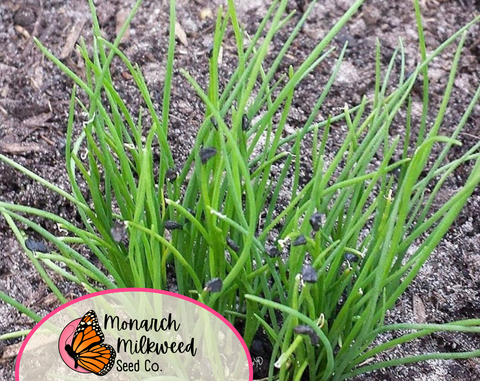 650+ Garlic Chive Seeds | Heirloom, Non-GMO, Vegetable & Herb Gardening Seed
