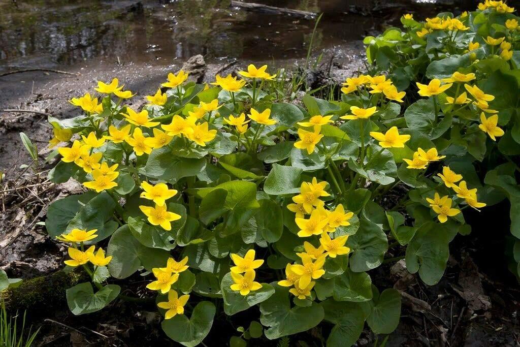 Yellow Swamp Marigold Bidens Aristosa Mutica Flower Jocad (200 Seeds)