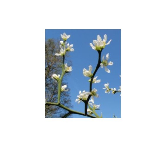 TRIFOLIATE ORANGE 9-12″ TREES Quantity 6