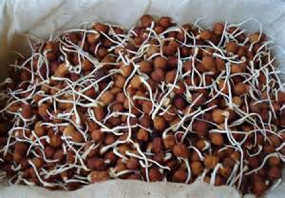 8 Ounce Garbanzo Bean Seeds
