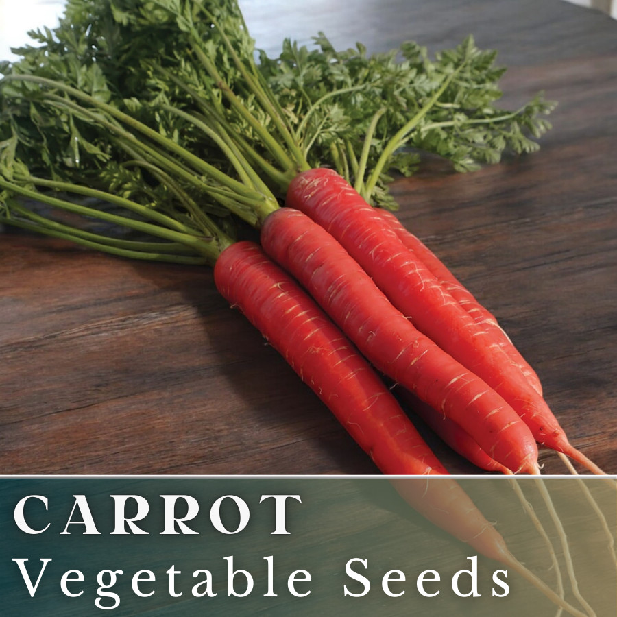 Carrot Vegetable Seeds 400+ Seeds Garden Seeds, Non GMO, Multiple Varieties