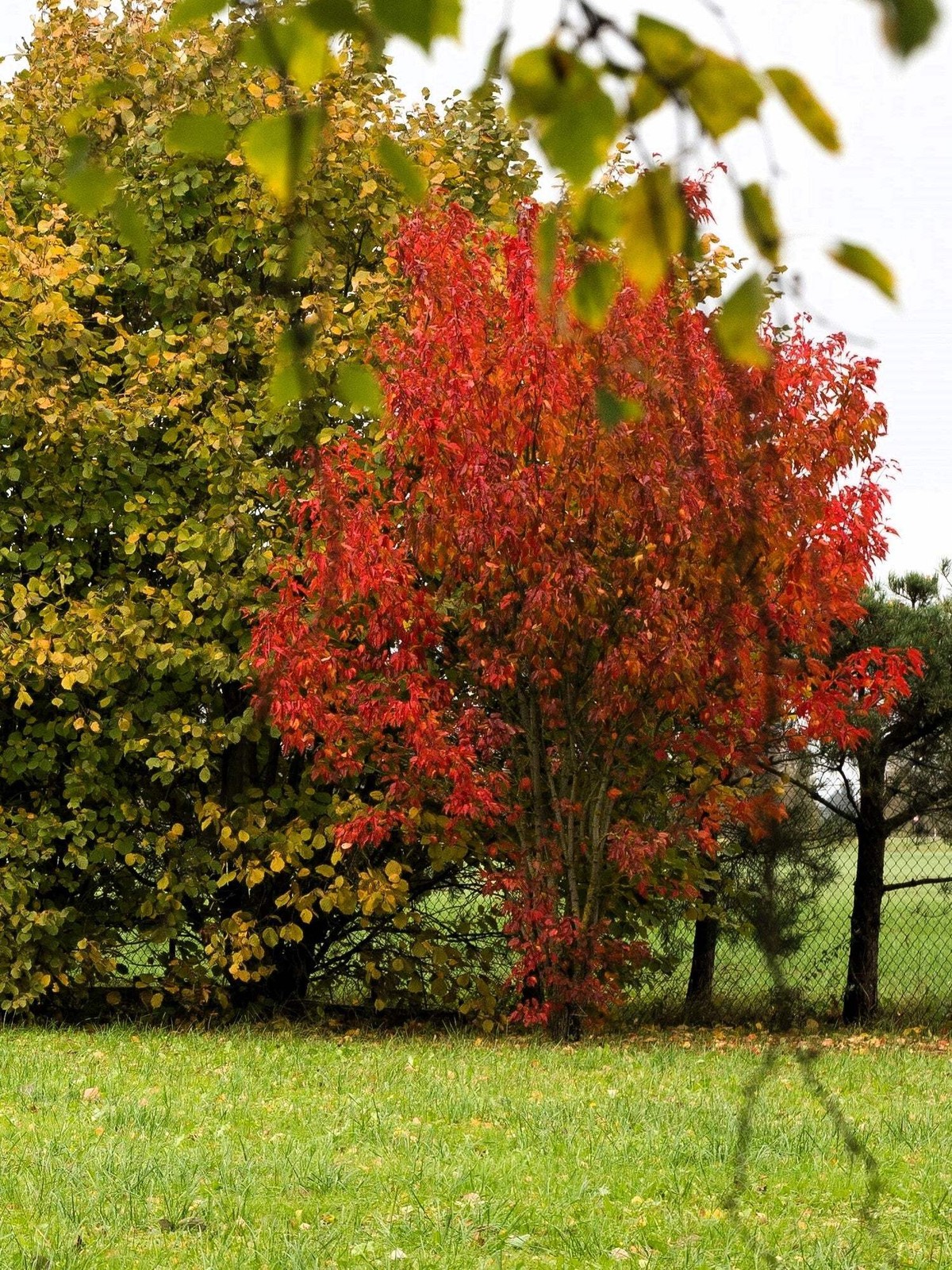 20 Tartarian FLAME MAPLE TREE Red Acer Tartaricum Seeds