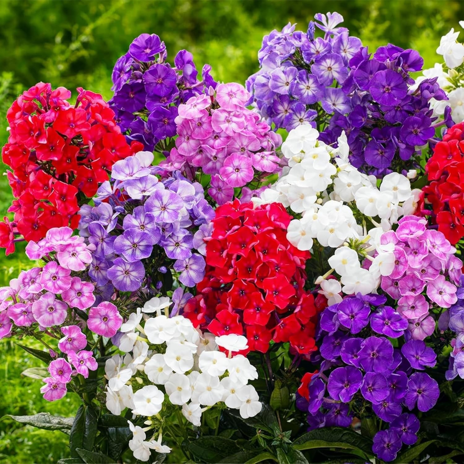 1000pcs/pack Phlox Seeds for Planting – Non-GMO, Heirloom Annual Phlox Flower…