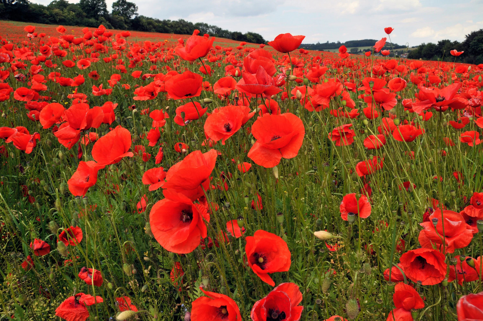 American Legion Poppy Seeds | Red Corn Poppies Remembrance Day Flower Seed 2023