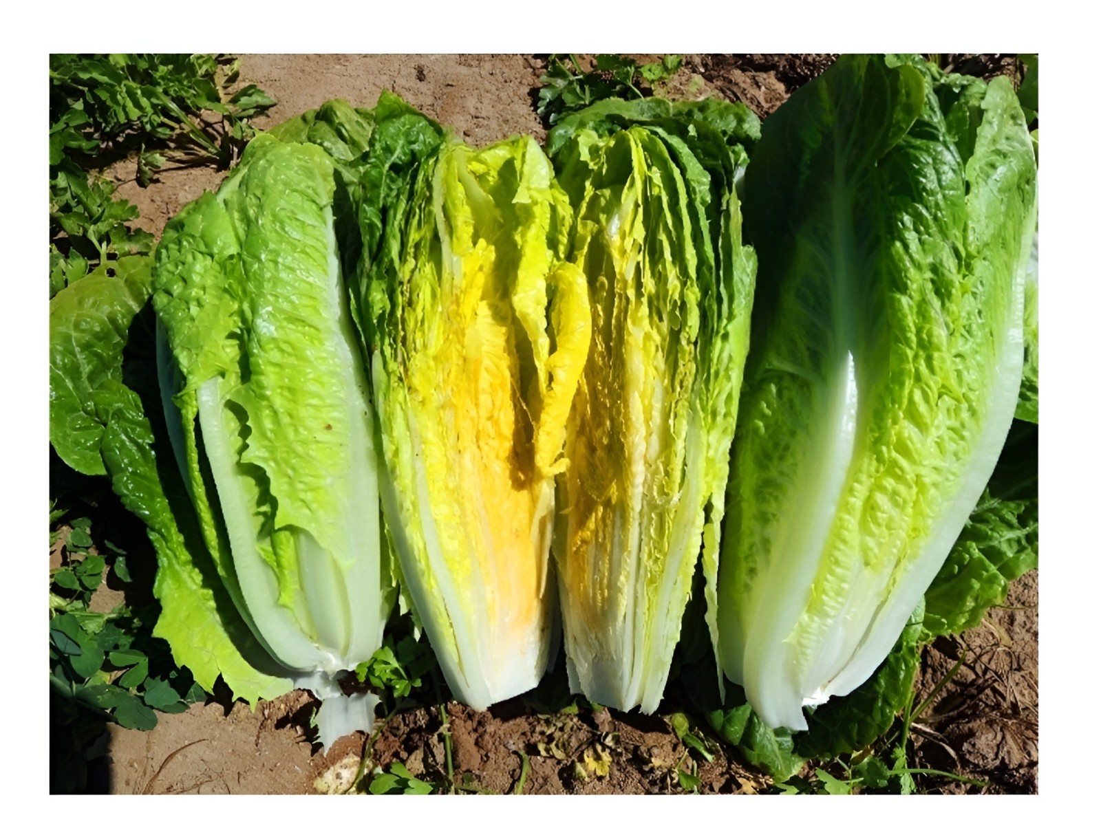 1250 Heirloom Giant Caesar Romaine Lettuce Seeds – Crisp & Sweet Classic Lettuce