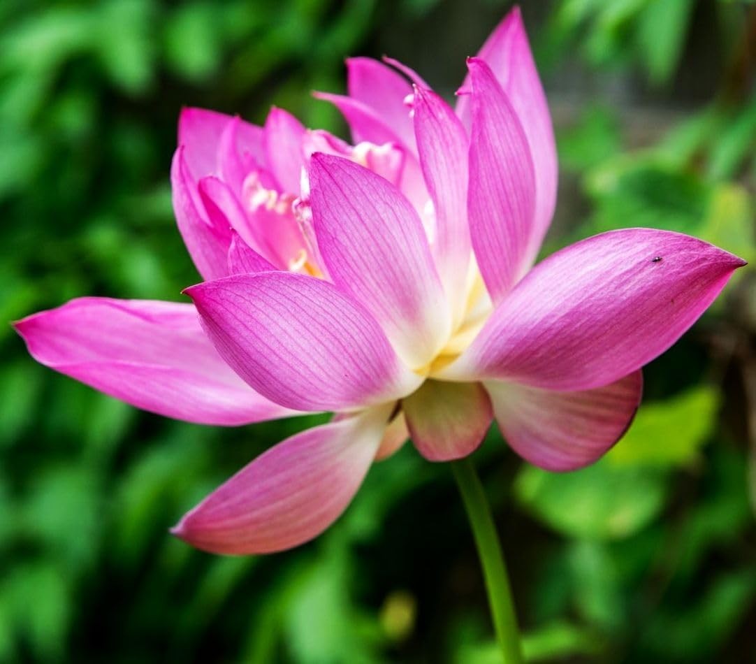 30 PCS Non-GMO Bowl Lotus Seeds – Vibrant Pink, Purple & Red Aquatic Flowers