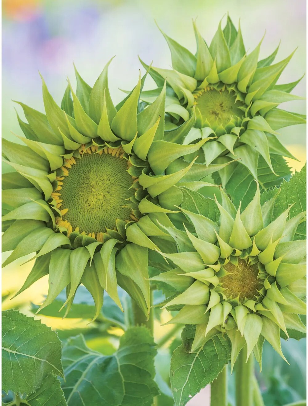 Helianthus Seeds Sunflower Sun Fill Green 25 Seeds