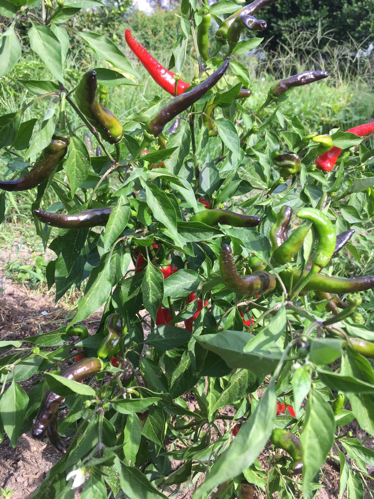20 THAI BIRDS EYE CHILI PEPPER SEED – MAKE SRIRACHA SAUCE – 2020 PREMIUM SEEDS !