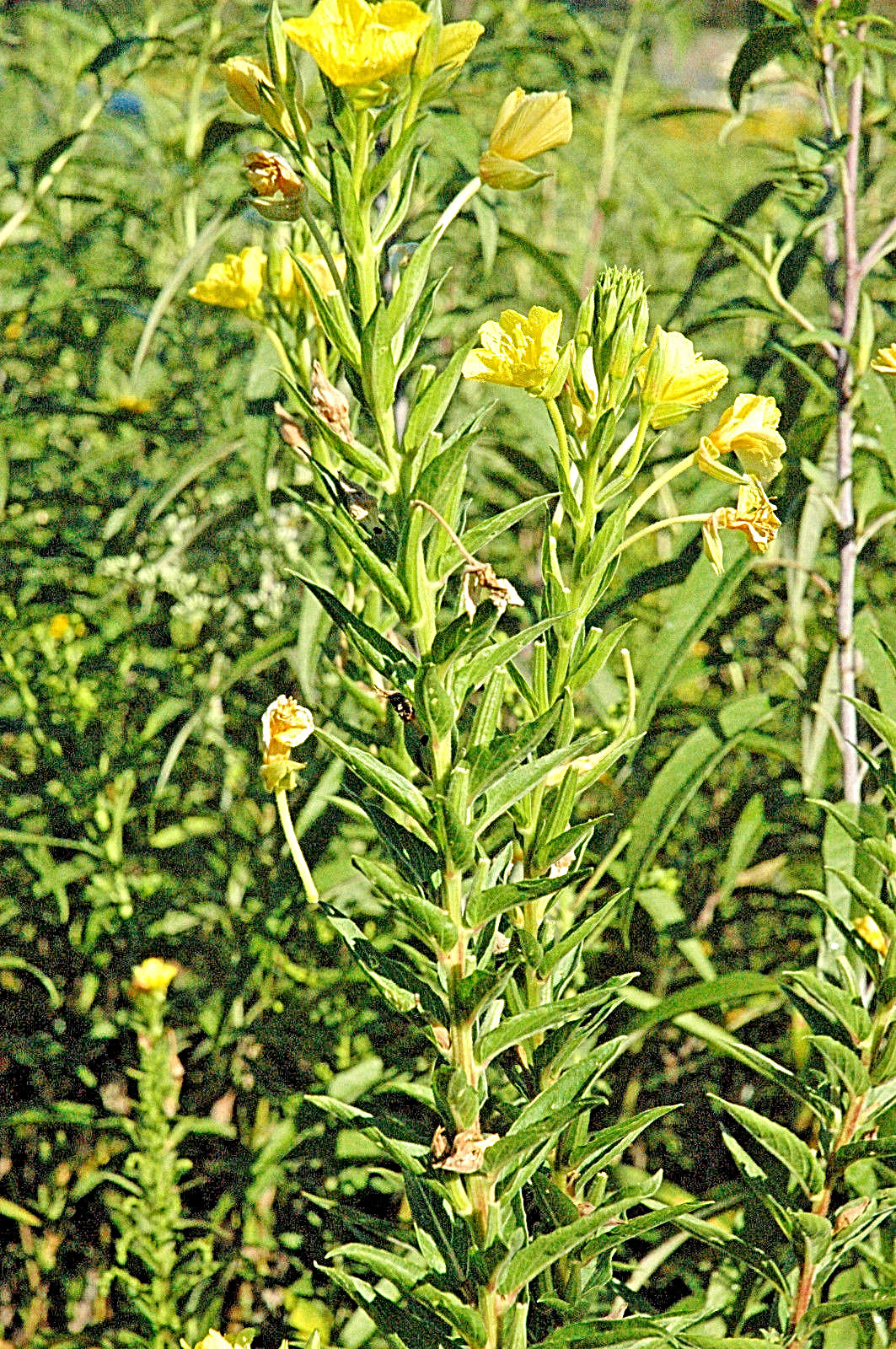 EVENING PRIMROSE 519 SEEDS LARGE YELLOW FLOWERS, OENOTHERA BIENNIS, BULK SEEDS