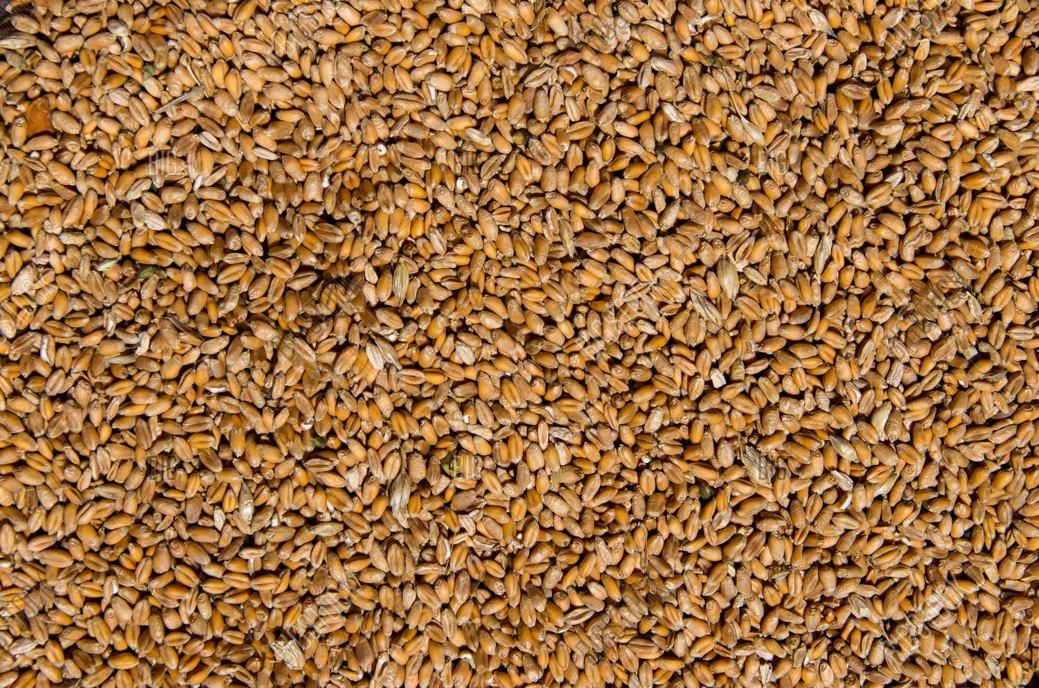Fresh Wheat Seed Food plots Deer Turkey Cover Crop Choose your size