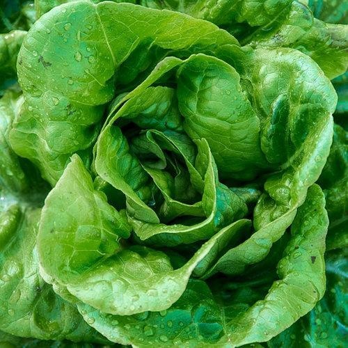 1g- Lettuce Seeds 900+ – Fresh Harvest of Premium- Buttercrunch Butterhead- B 16