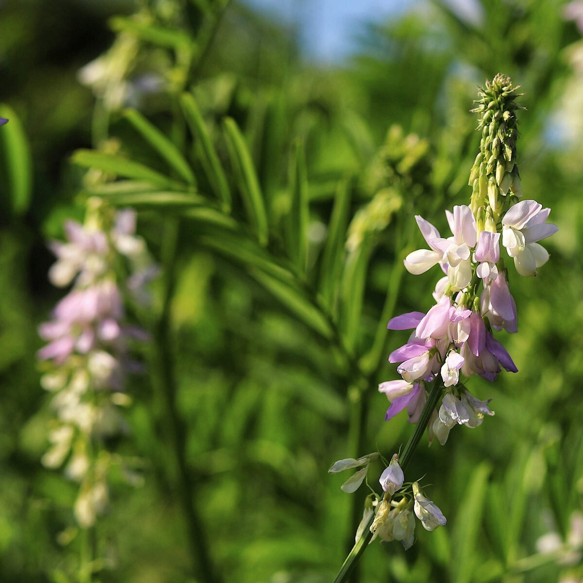 30 Goat’s Rue Wildflower Seeds – Everwilde Farms Mylar Seed Packet