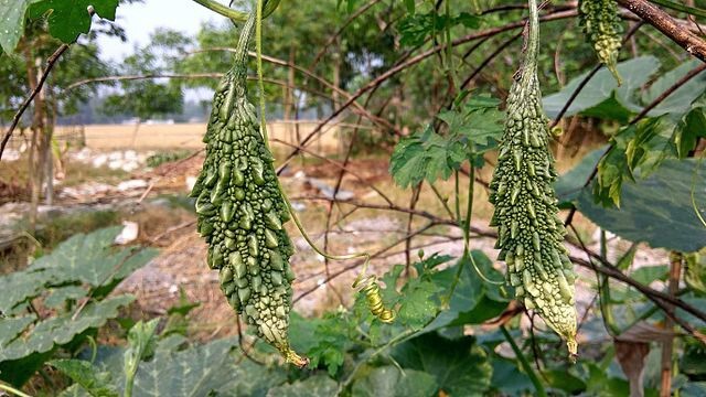 Momordica charantia | Bitter Melon | 20 Seeds