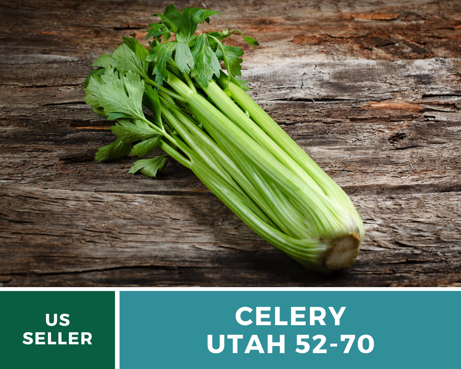 Celery, Utah 52-70 – 300 Seeds – Heirloom – Non GMO (Apium Graveolens)