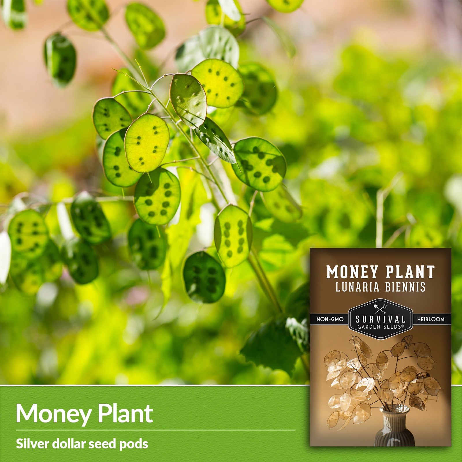 Money Plant Seed Non-GMO Heirloom – 1 Packet with Growing Instructions