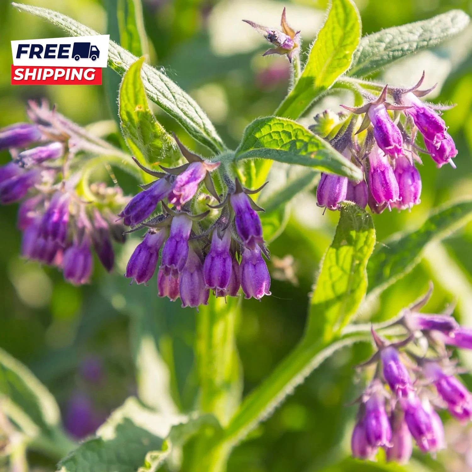 80 Symphytum Officinale Comfrey Seeds Non-Gmo Heirloom Fresh Garden Seeds