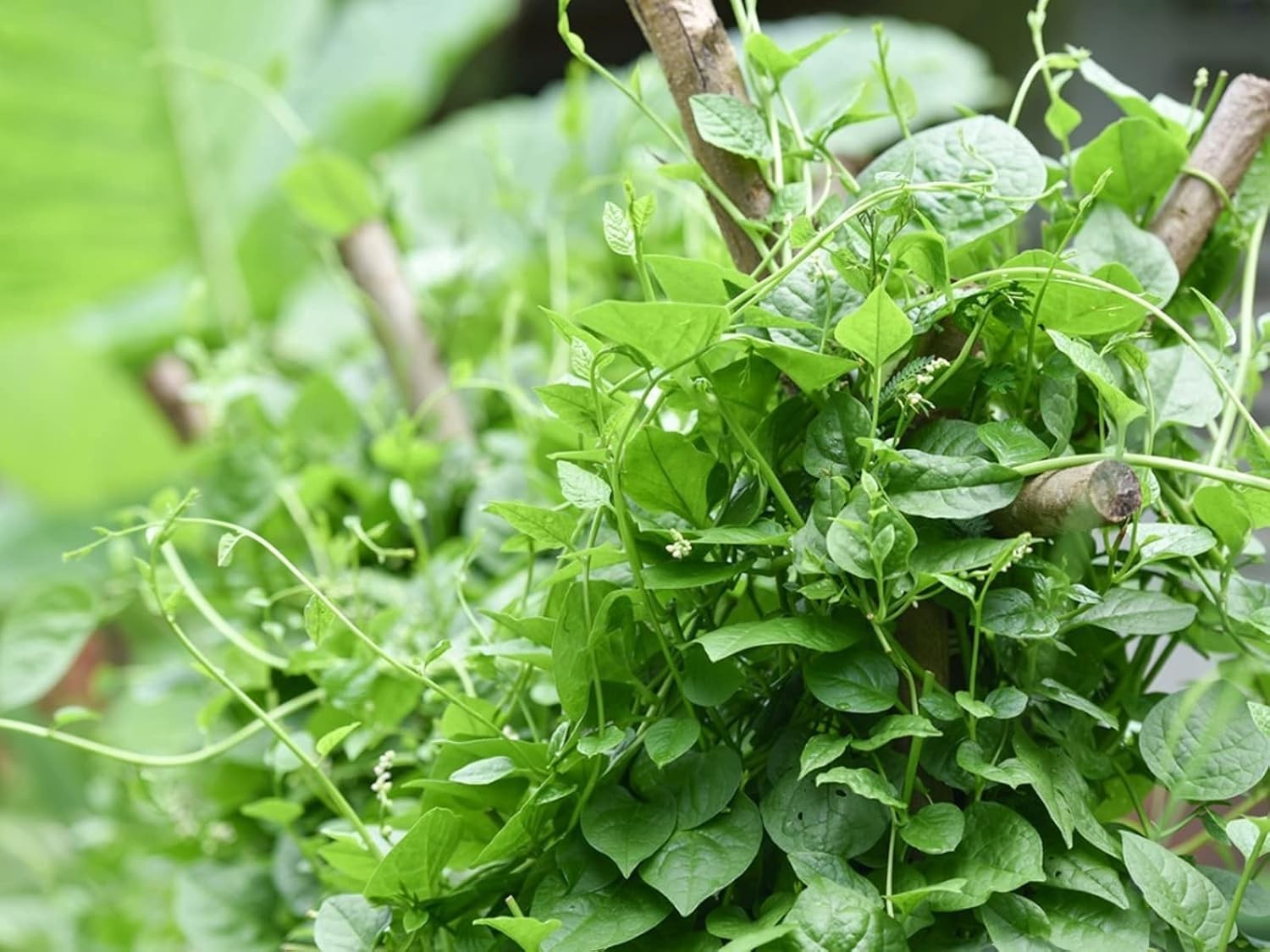 200+ Malabar Spinach Seeds for Planting – Ceylon Spinach Rau Mong TOI Green S…