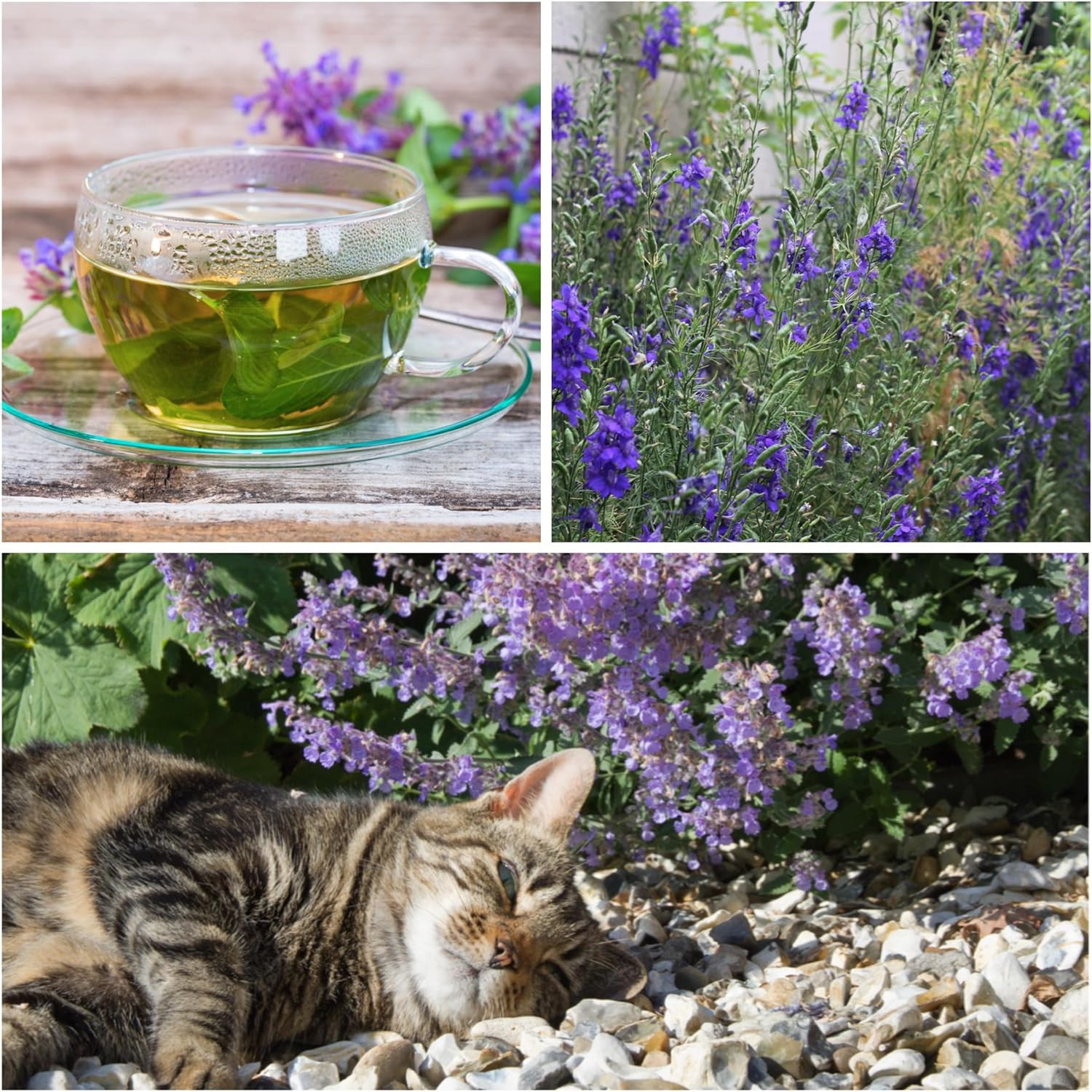 Catmint Seeds for Cats – 600 Heirloom Seeds for Planting Nepeta Mussinii – Peren