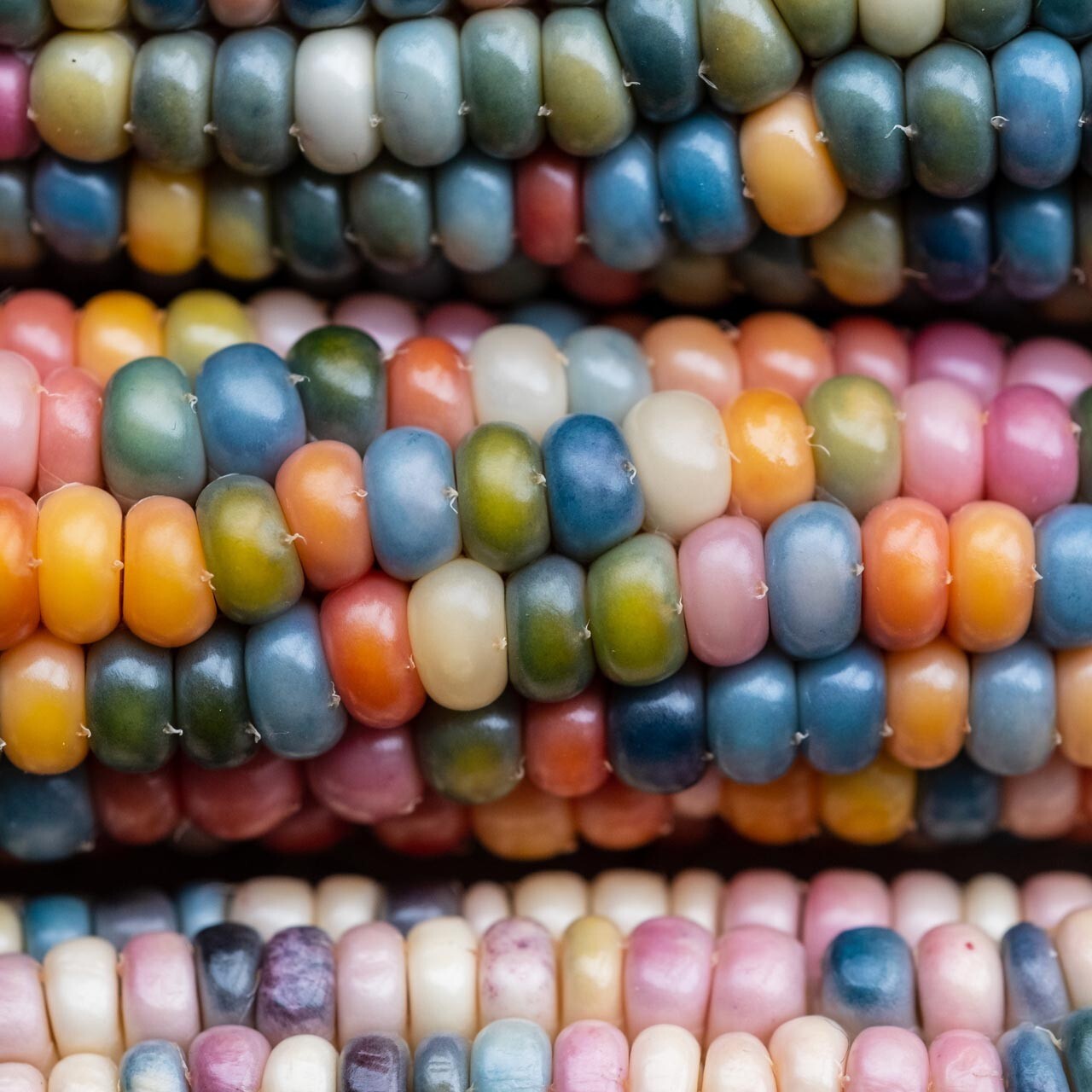 GLASS GEM Ornamental Indian Corn Seeds~Organic~POPCORN /DECORATION~Rainbow Color