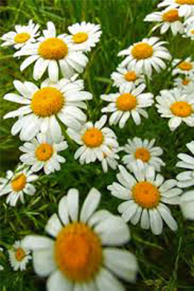 German chamomile ,Heirloom, NON-GMO, 1000+ German chamomile Seeds