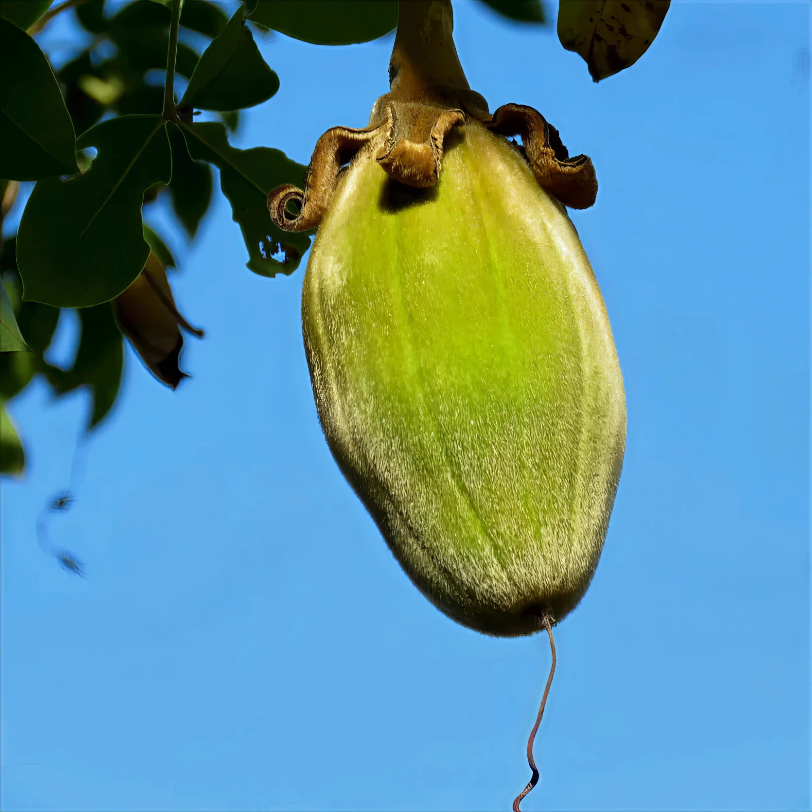 5 Baobab Seeds Adansonia digitata “Tree of Life” Rare Monkey Bread Bonsai Plant