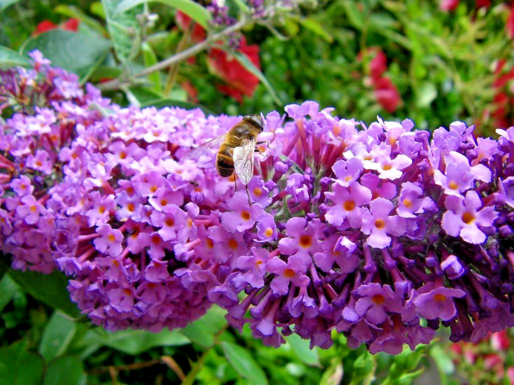 BUTTERFLY BUSH LAVENDER, 2000 SEEDS, BUDLEJA DAVIDII, beautifully scented bulk