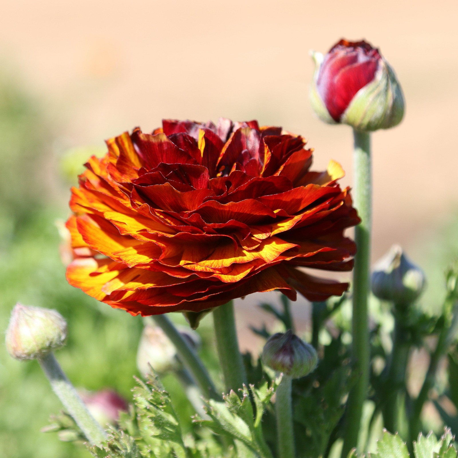 Ranunculus Buttercup Café 10 Flower Bulbs – Spring Multicolor Blooms in Sun