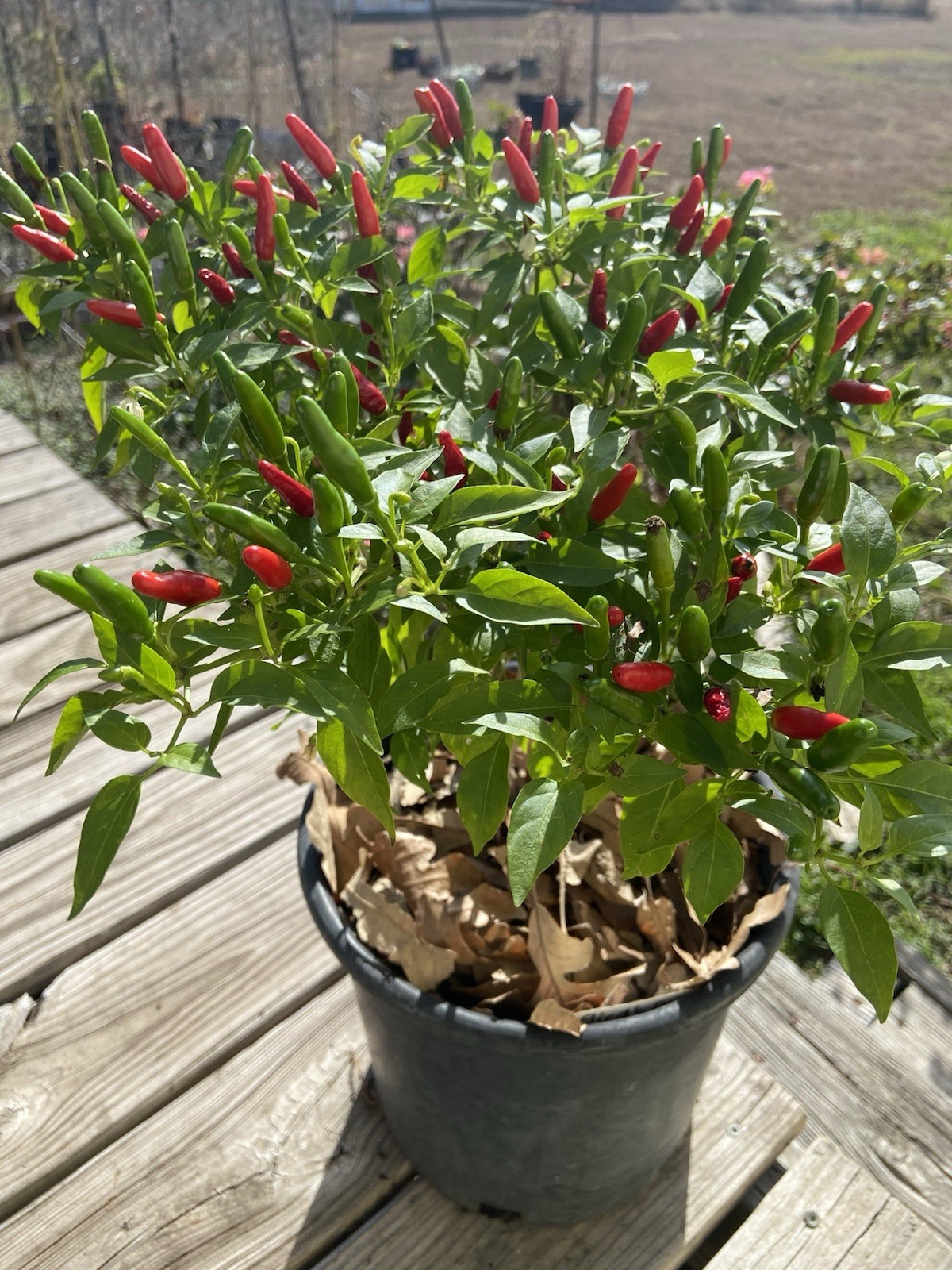 Bird’s Eye Chili Pepper – 25 Fresh Seeds – FREE Shipping