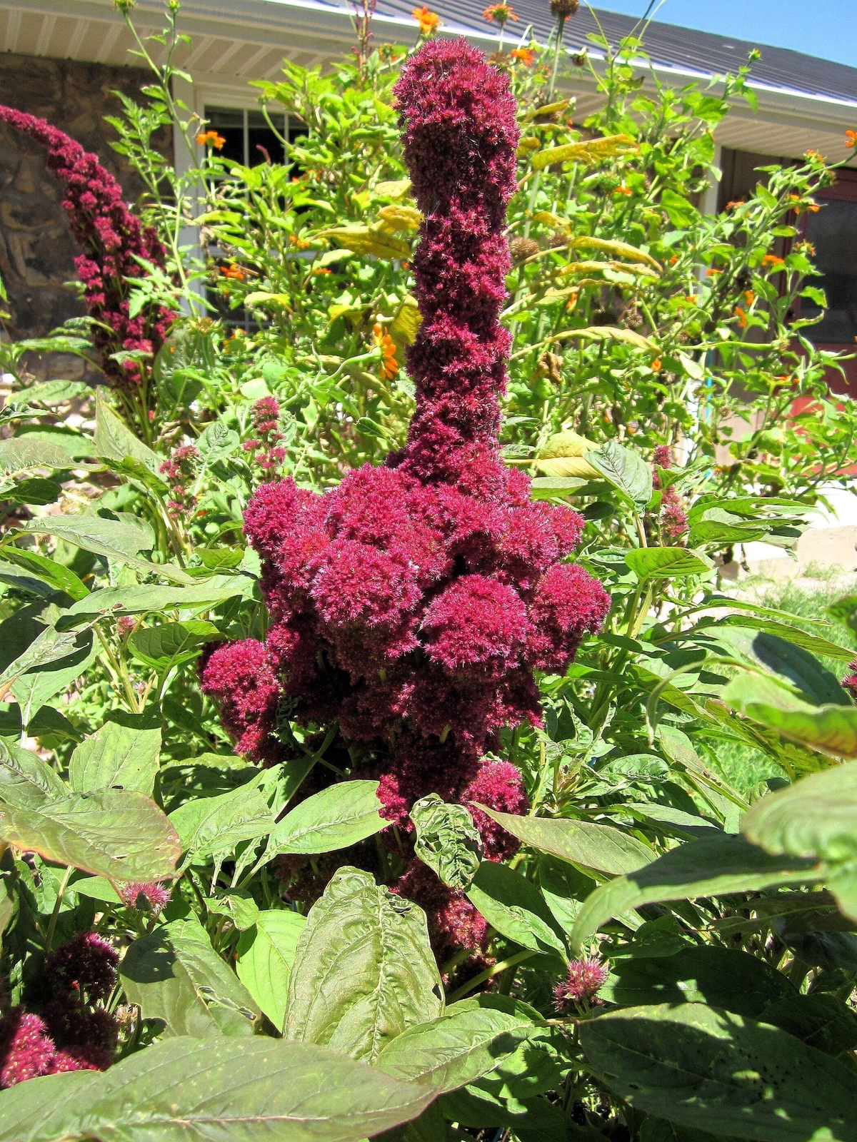 100 Organic ELEPHANT HEAD AMARANTHUS Amaranthus Gangeticus Burgundy Red Seeds