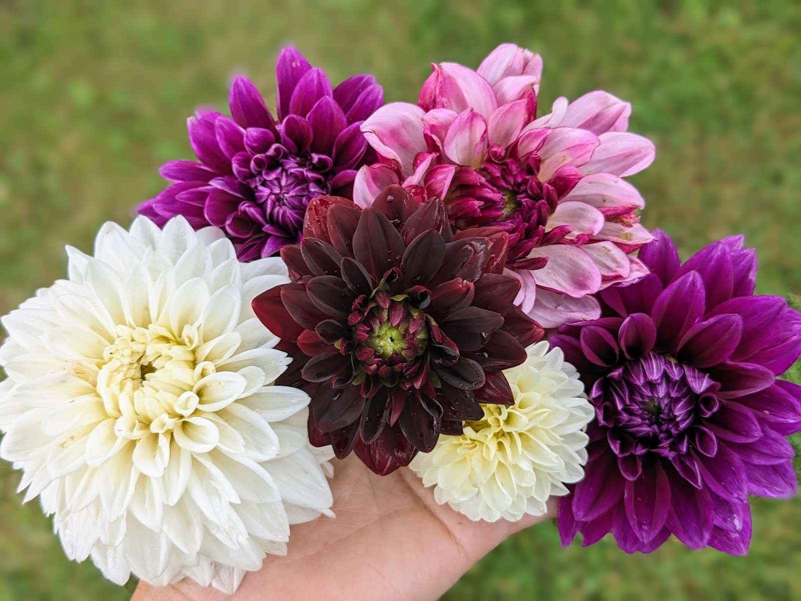 Dahlia tubers bulbs for planting – grown in Maryland