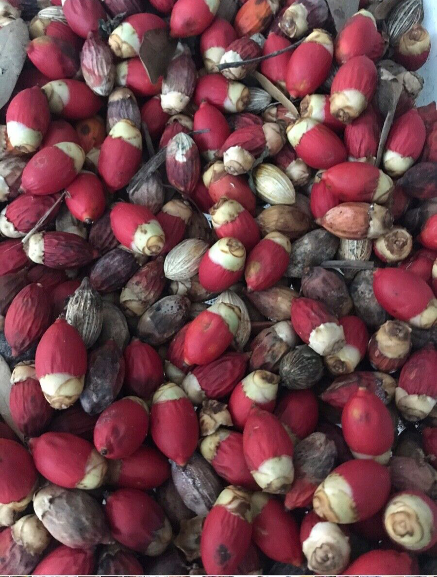 35 Tropical Christmas Palm Tree Adonidia Merrillii Live Dwalf Royal Palm Seeds