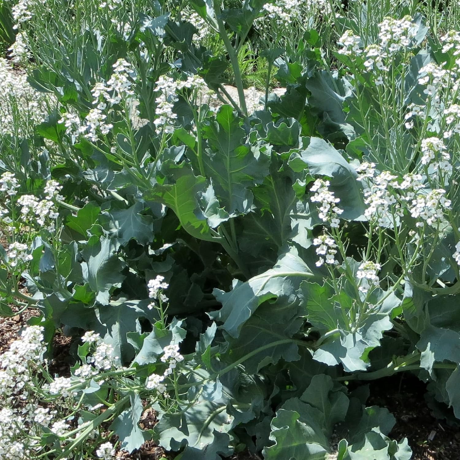 Sea Kale Seed 10 Seeds Non-GMO Edible Vegetable Ornamental Vegetables Plant Pere