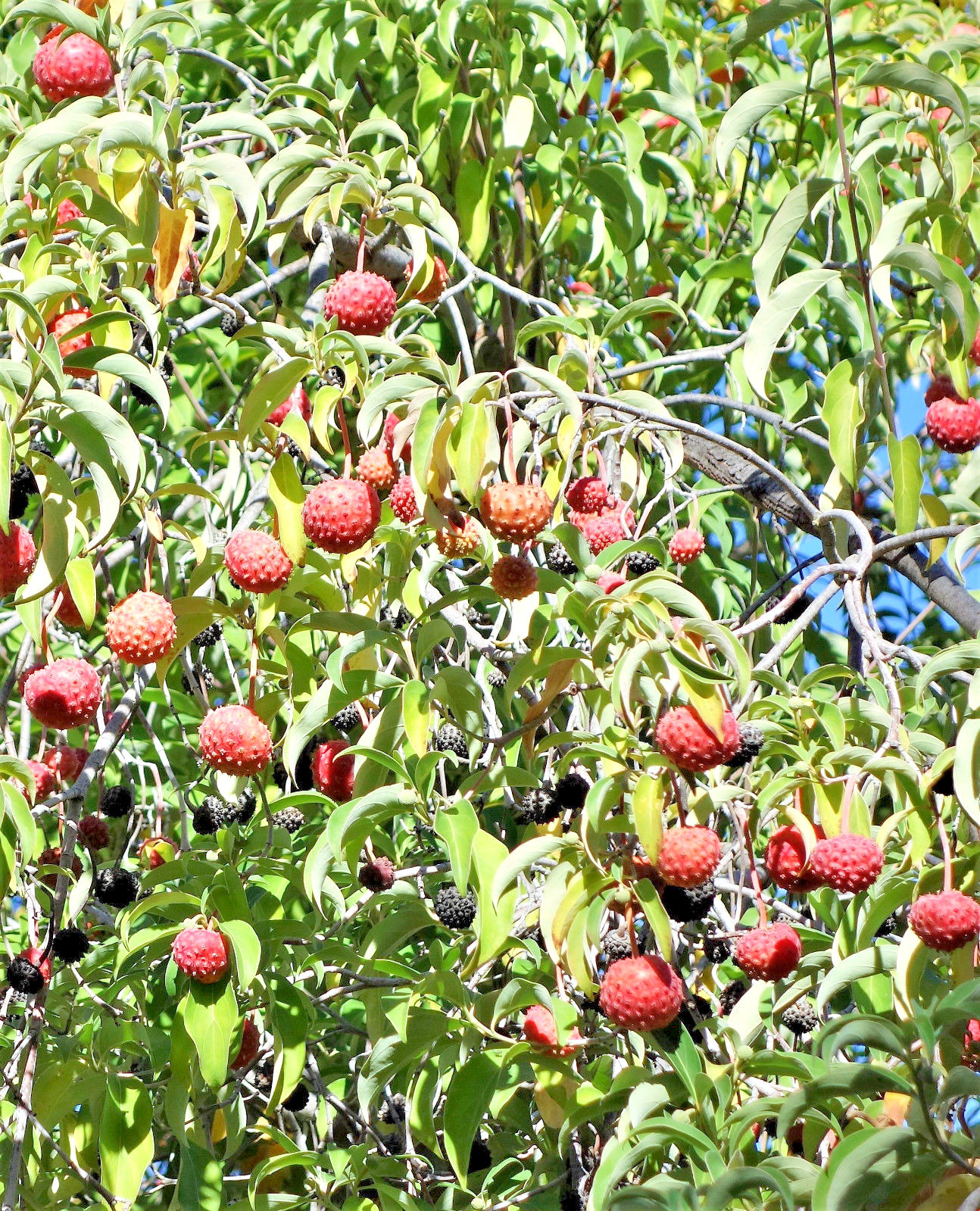 20 HIMALAYAN DOGWOOD / STRAWBERRY Tree White & Pink Flower Red Fruit Seeds