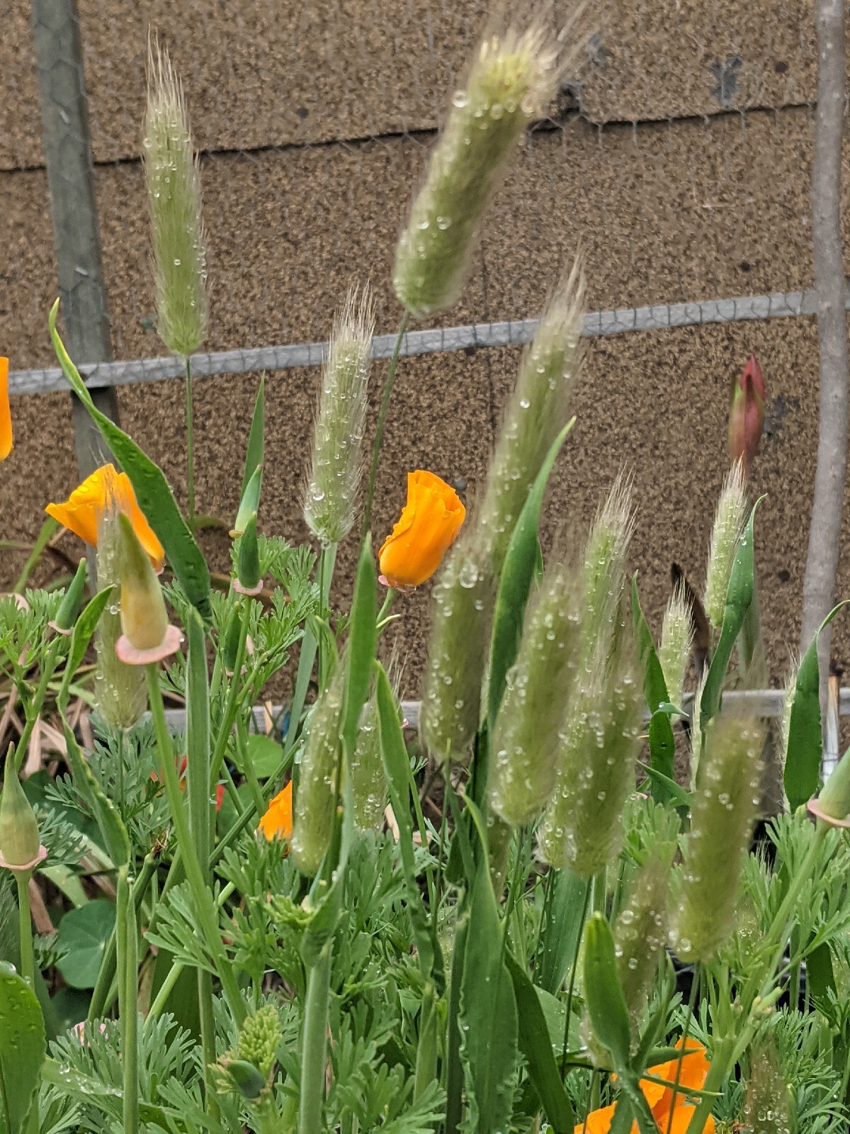 California “Gold Rush” Poppies (100+ SEEDS) Eschscholzia. USA Grown 2023 CROP