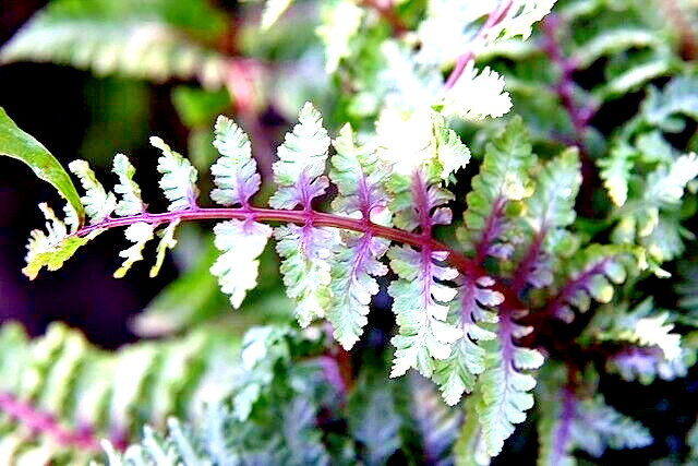 LADY FERN ‘REGAL RED’ 1000 SPORES (SEEDS*) FILIX FEMINA NIPONICUM, COLD HARDY