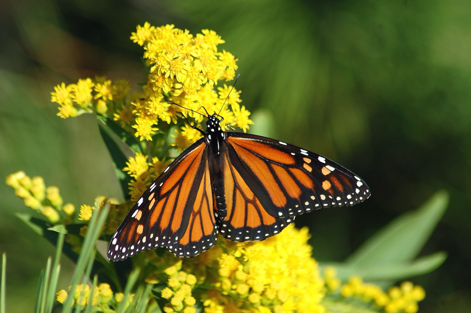 10 seeds) Monarch Butterfly Rescue Mix – Pouch – 10 Flower Seeds for Pl