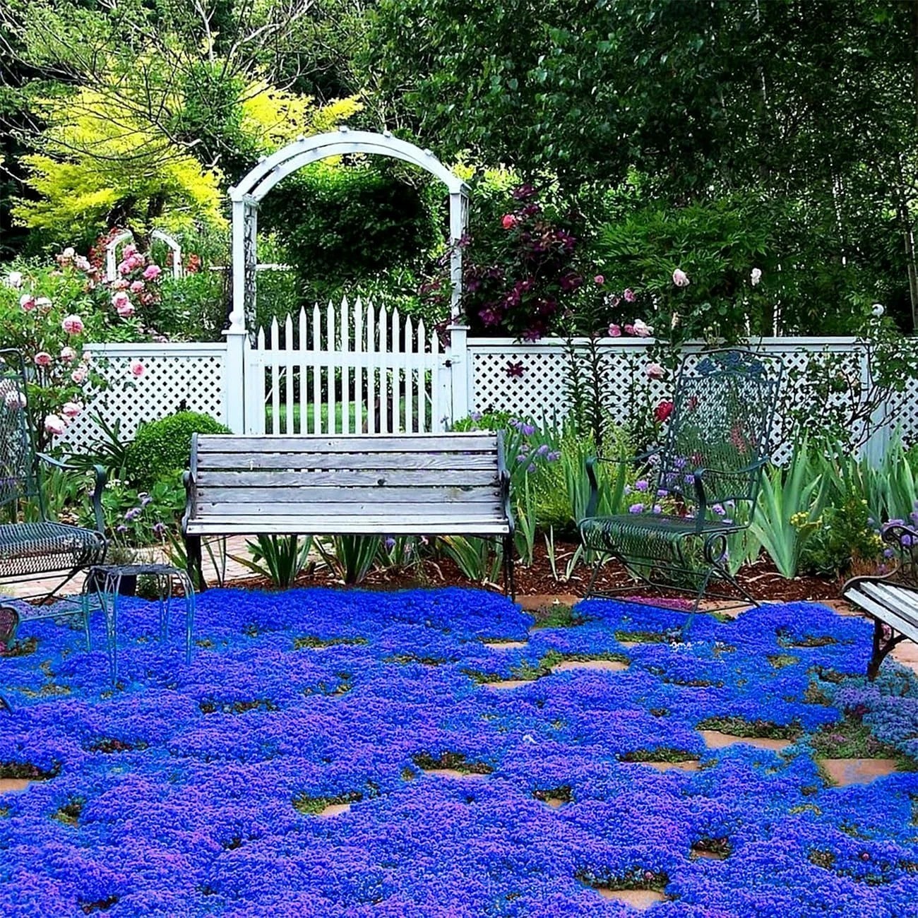 20000+ Magic Blue Creeping Thyme Seeds for Planting Ground Cover Plants Brown