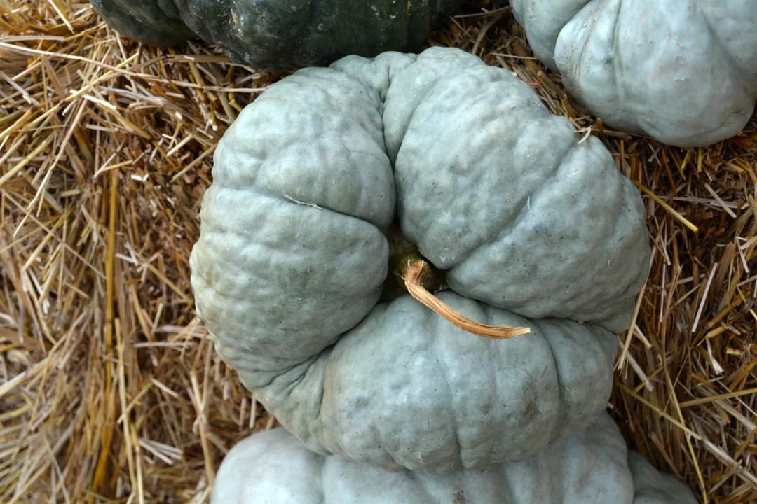 Triamble Blue Pumpkin Seeds | Shamrock TriStar Gray Jarrahdale Squash Seed 2024