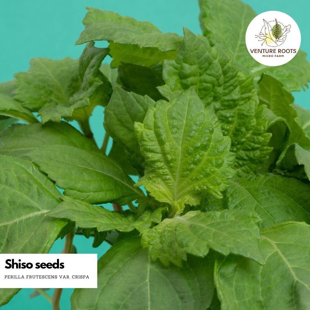 Shiso seeds (Perilla frutescens) – Seeds, Non-GMO, Open-Pollinated