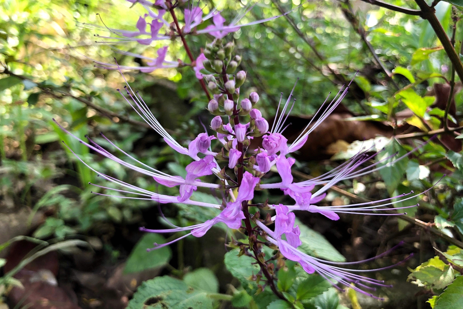 5 TRUE PATCHOULI Shrub Fragrant Patchouly Pogostemon Cablin Herb Seeds *Comb S/H