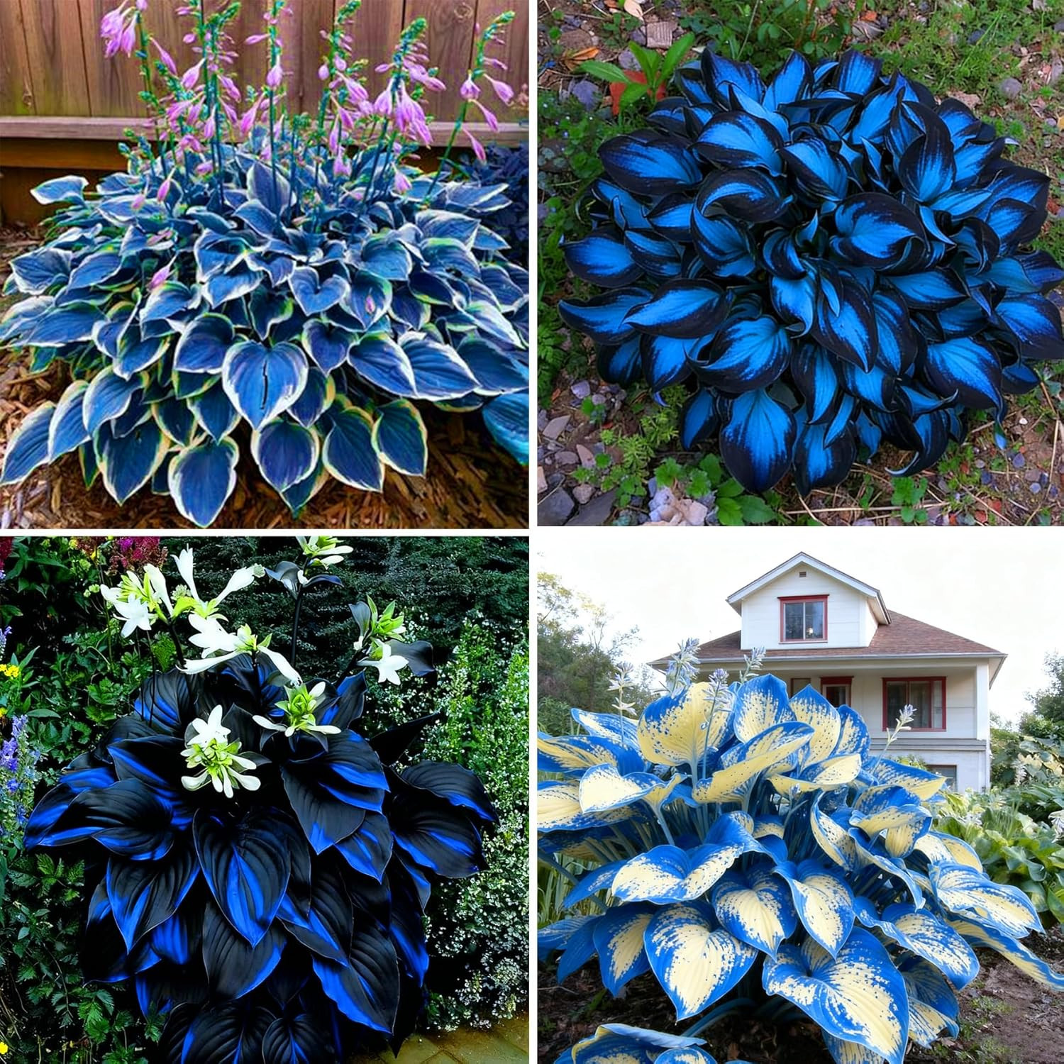 Hosta Seeds for Planting, 290+Pcs Perennial Rare Hosta Flower Seeds, Non-Gmo Hei