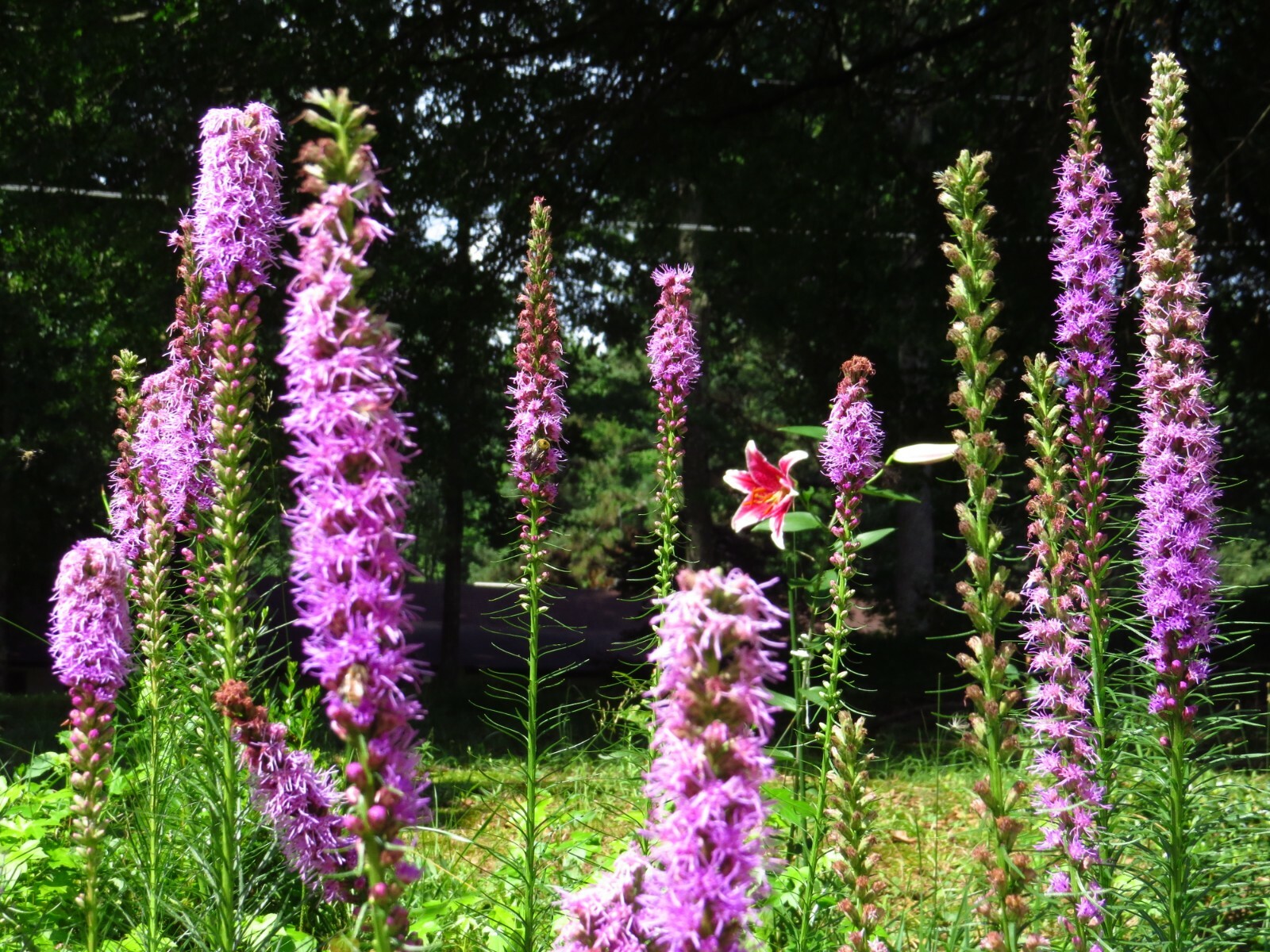 300+ Bright Purple Gayfeather/Blazing Star Flower Seeds.Perennial Native Flower.