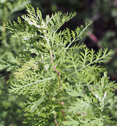 Artemisia frigida | Fringed Sagewort | Pasture or Prairie Sage | 20 Tiny Seeds