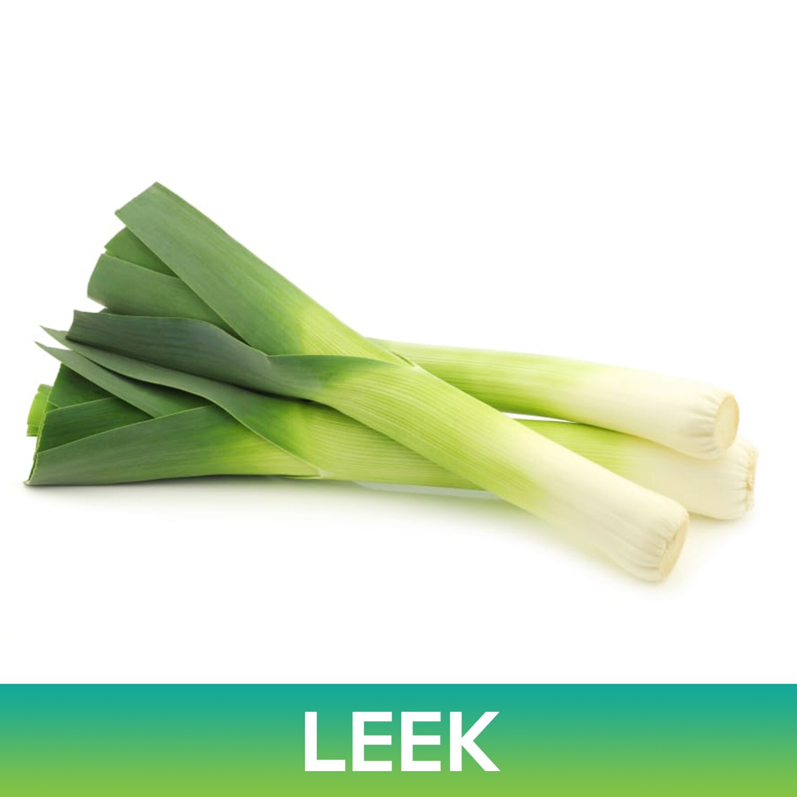 Leek Seeds, American Flag Leek, Allium porrum
