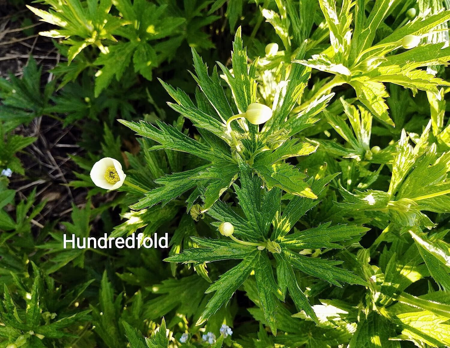 Canadian Anemone 100 Flower Seeds Anemone Canadensis Native Flower Thimbleweed