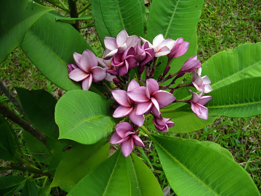 5 Purple Plumeria Seeds Perennial Flowers Flower Frangipani Seed Tree US SELLER