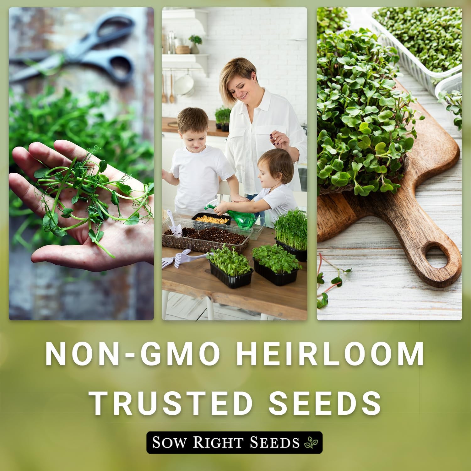 Large Microgreens Seed Collection 10 Superfood Varieties for Indoor Gardening
