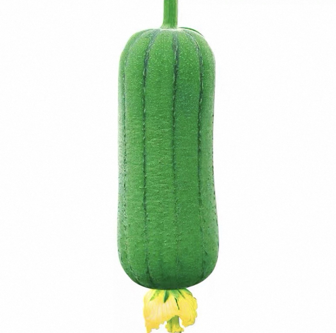 20 Luffa Gourd-Loofah Sponge Heirloom SEEDS Harvested In 2025