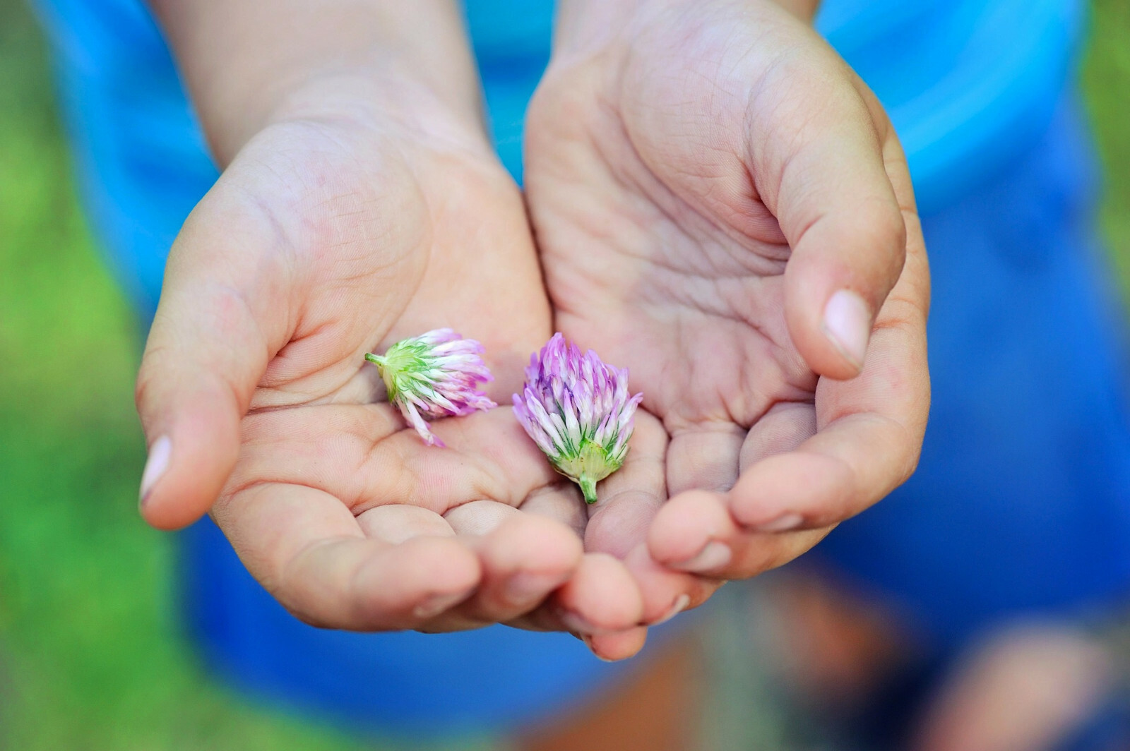 3,500+ MEDICINAL SEEDS: Alsike Pink Clover Herb Flower EASY, BULK, FREE SHIPPING