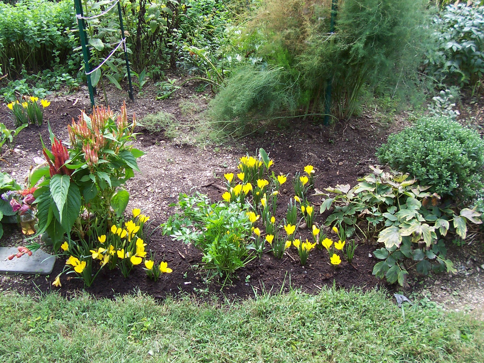 10 LARGE Fall Blooming Crocus Bulbs Autumn Daffodil Sternbergia Lutea Live Plant